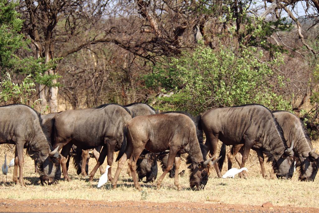 Ouklip Game Lodge Klipdrift Экстерьер фото