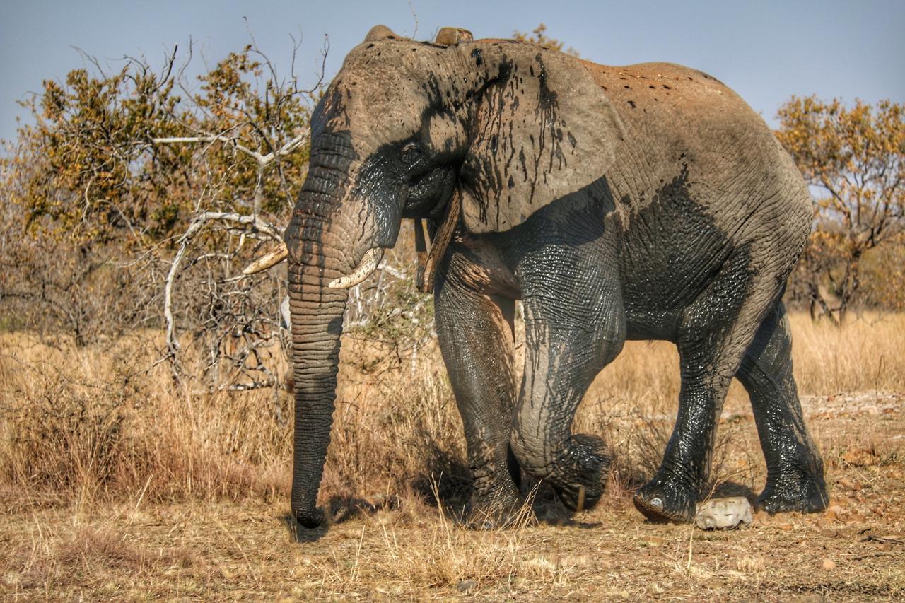 Ouklip Game Lodge Klipdrift Экстерьер фото
