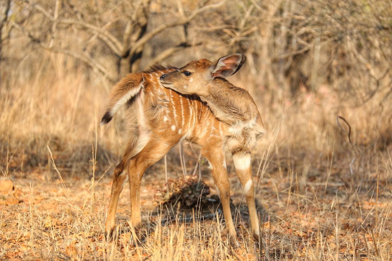 Ouklip Game Lodge Klipdrift Экстерьер фото